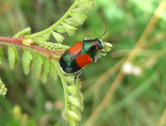 Megalostomis pyropyga