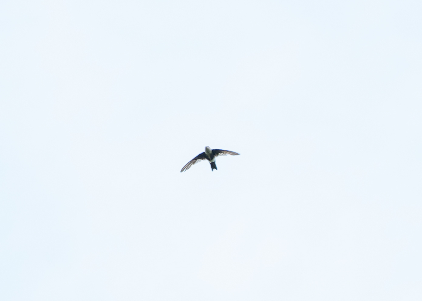 White-tipped Swift (Aeronautes montivagus), photo 4