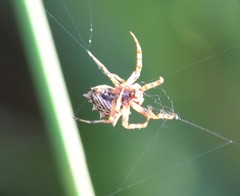 Acanthepeira venusta