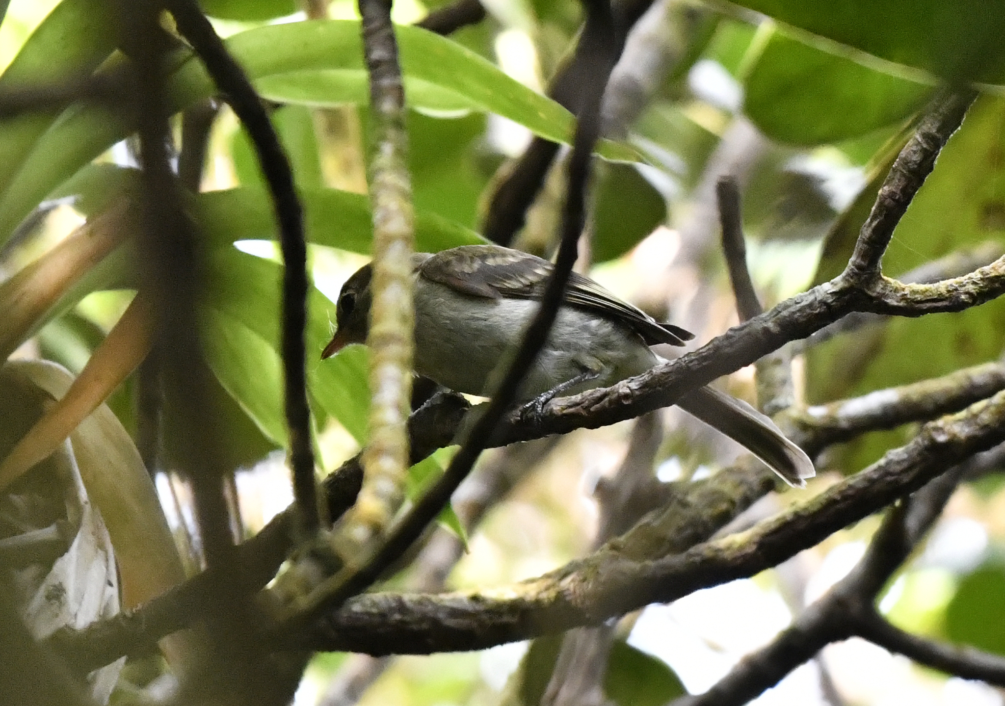 Mountain Elaenia (Elaenia frantzii), photo 10