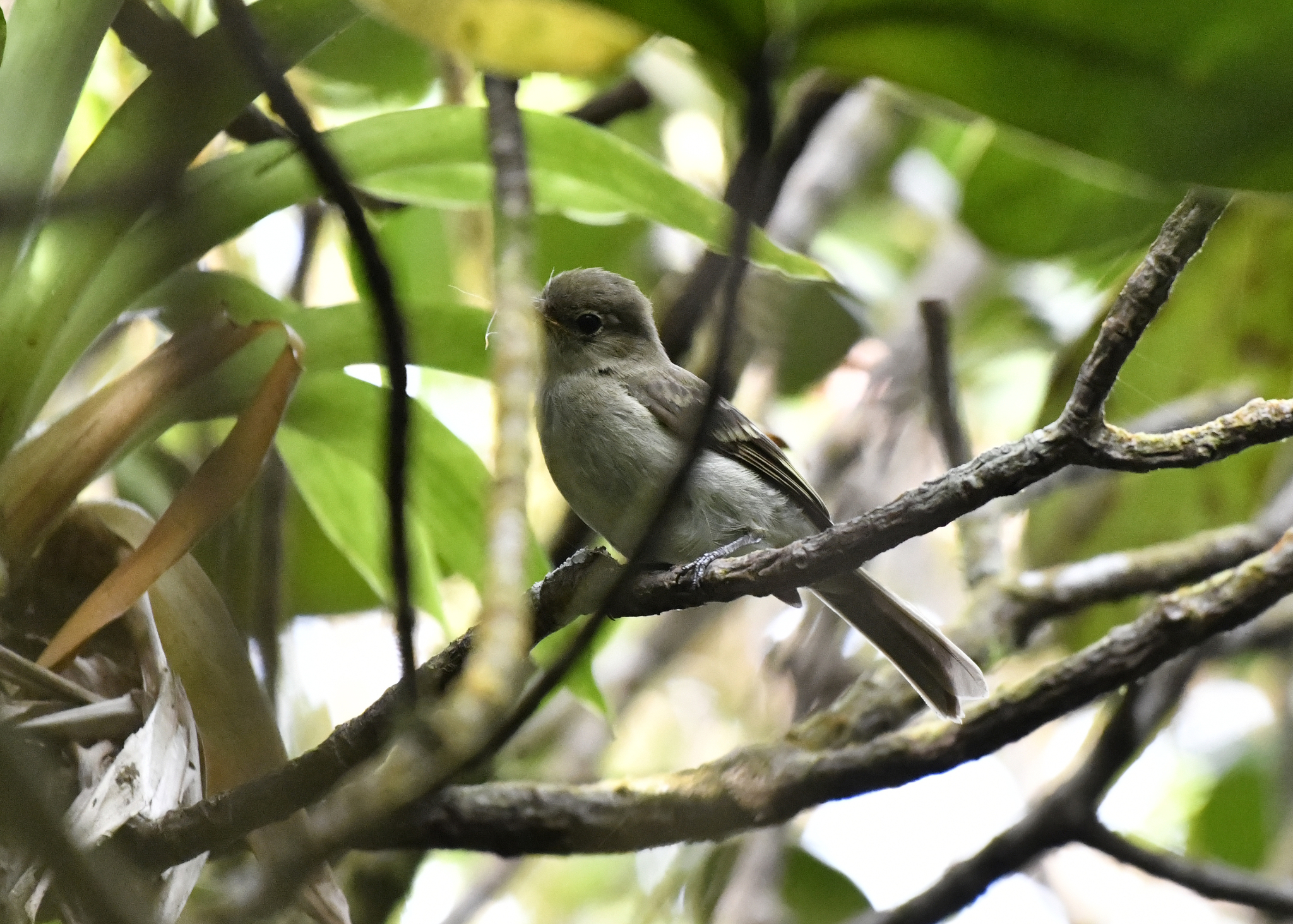 Mountain Elaenia (Elaenia frantzii), photo 9