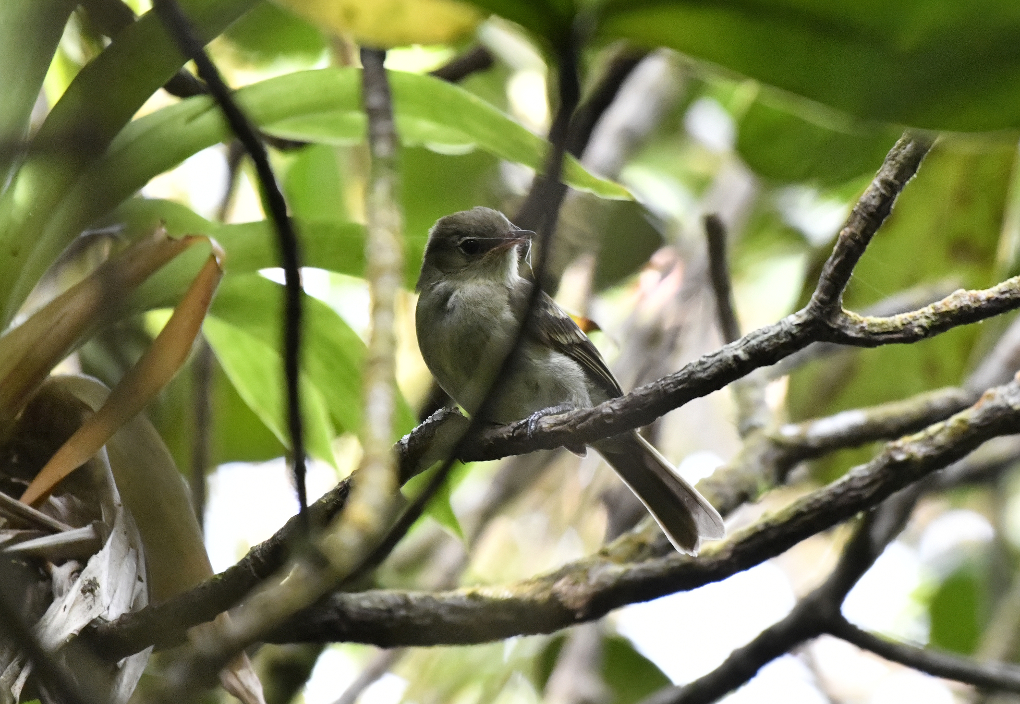Mountain Elaenia (Elaenia frantzii), photo 8