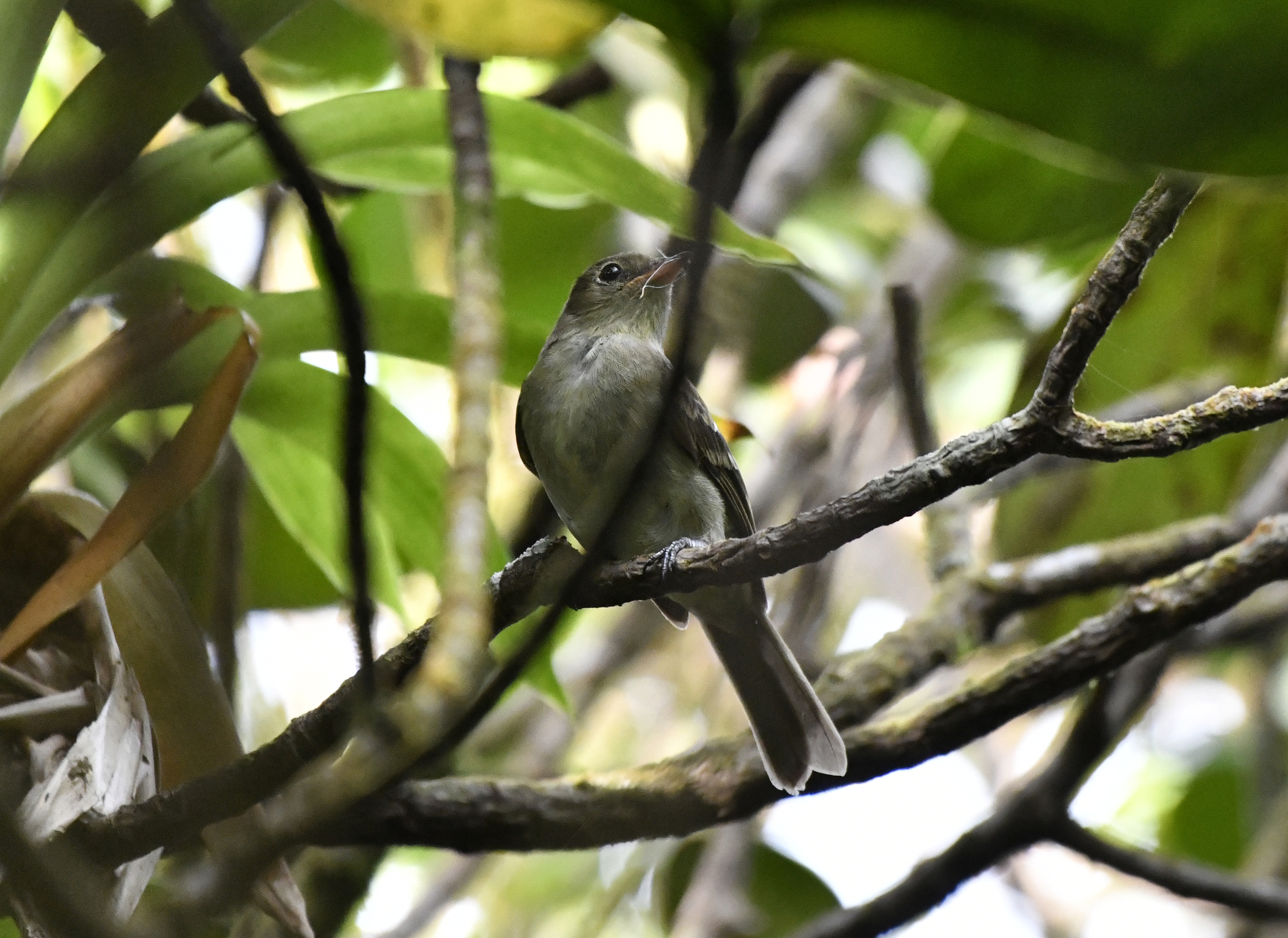 Mountain Elaenia (Elaenia frantzii), photo 7