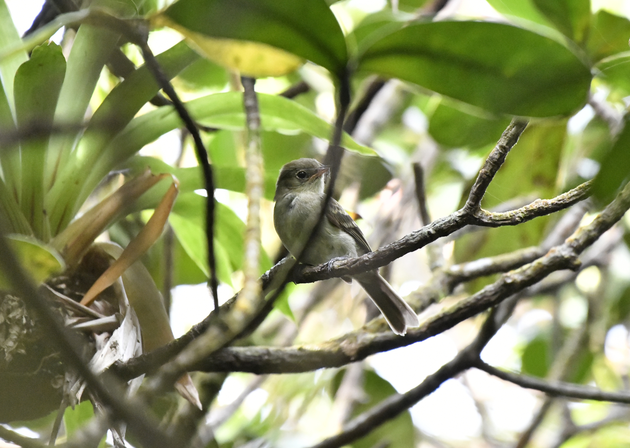 Mountain Elaenia (Elaenia frantzii), photo 6