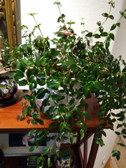 Nematanthus gregarius