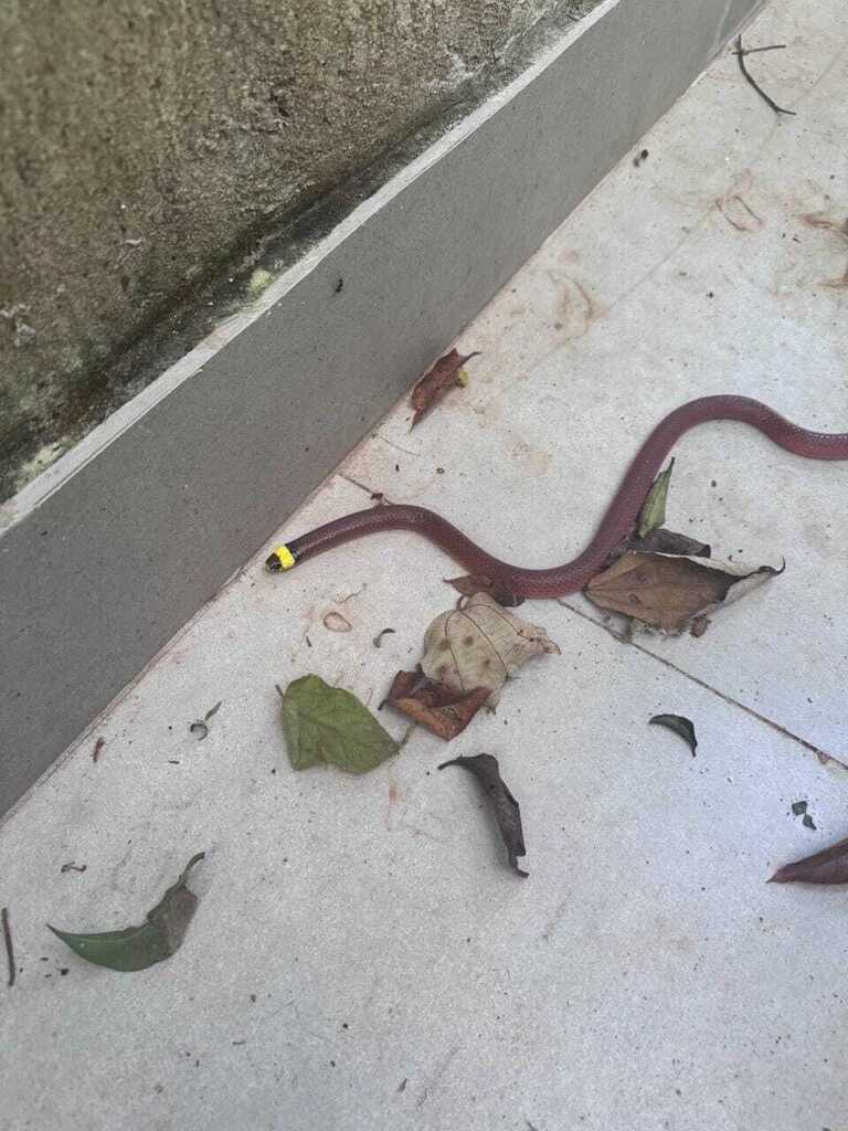 Minas Gerais Snake