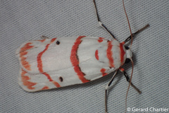 Cyana perornata