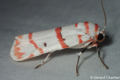 Cyana perornata