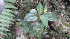 Miconia galeottii