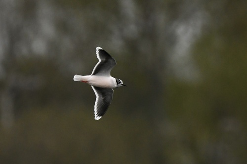 Gaviota enana (Hydrocoloeus minutus)