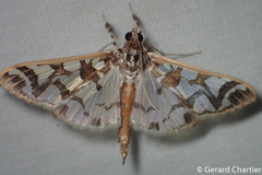 Polythlipta