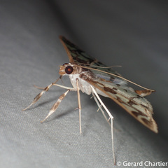 Polythlipta