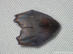 Macaduma borneana