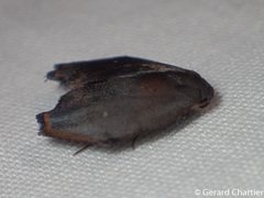Macaduma borneana