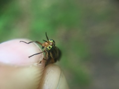 Chrysops shermani