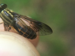 Chrysops shermani