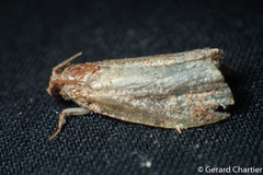 Phaecasiophora