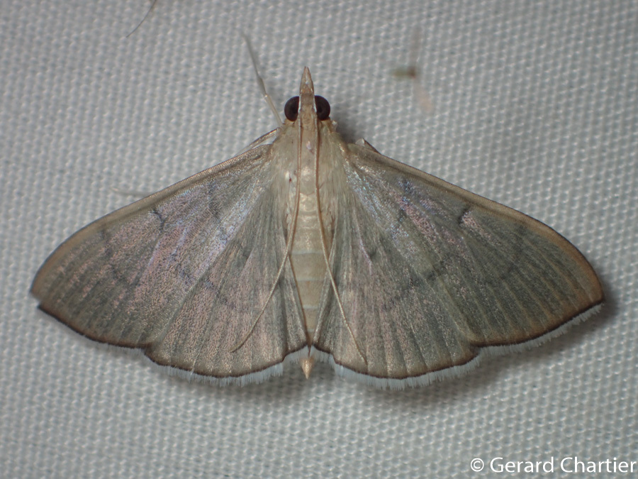 Lamprophaia ablactalis