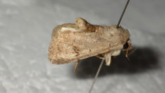 Caradrina kadenii