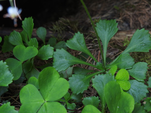 Image of Saxifraga cuneifolia by (c) Yves Bas, some rights reserved (CC BY)