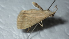 Pechipogo strigilata