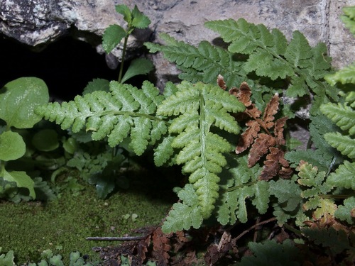 Image of Woodsia cochisensis by (c) Sue Carnahan, some rights reserved (CC BY)