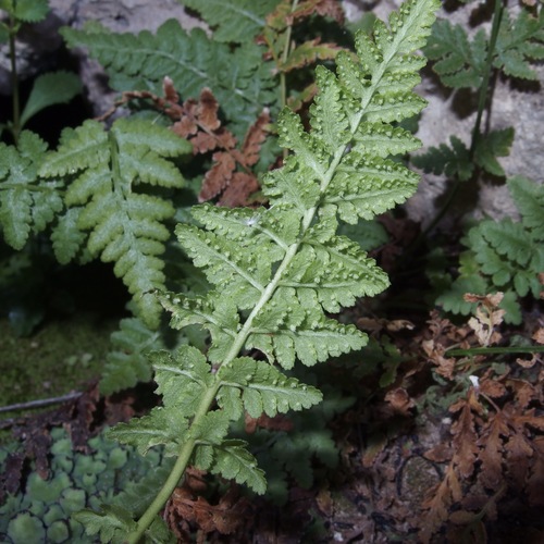 Image of Woodsia cochisensis by (c) Sue Carnahan, some rights reserved (CC BY)