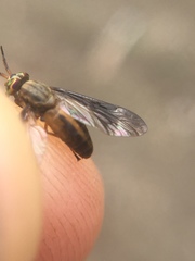 Chrysops moechus