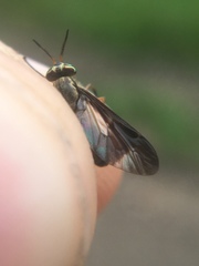 Chrysops moechus
