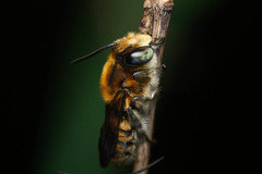 Megachile conjuncta