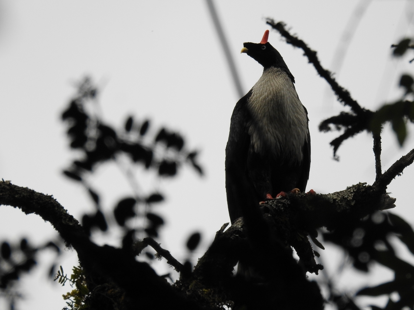 Horned Guan illustration