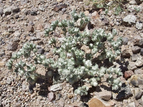 Image of Stylocline micropoides by (c) Sue Carnahan, some rights reserved (CC BY)