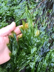 Ulva fenestrata