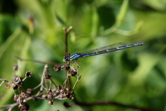 Enallagma boreale