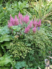 Astilbe × arendsii