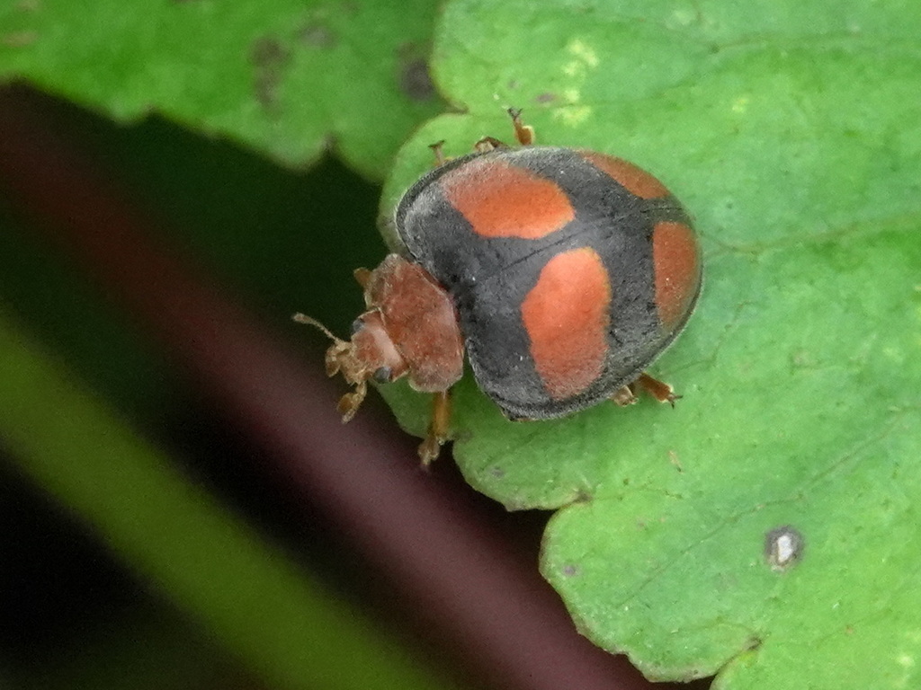 Henosepilachna quadriplagiata