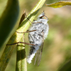 Irwiniella