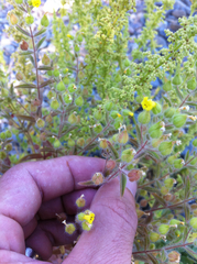 Mimetanthe pilosa