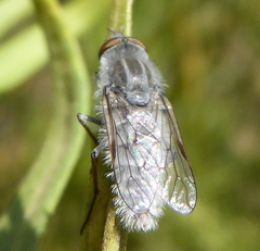 Irwiniella