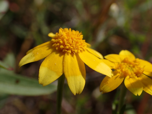 foothill sunburst (Pseudobahia heermannii)