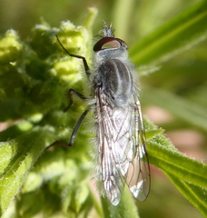 Irwiniella