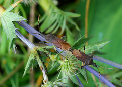 Dicranocephalus albipes