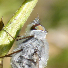Irwiniella