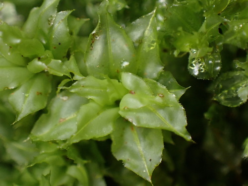 Image of Plagiomnium venustum by (c) W Rao, some rights reserved (CC BY)