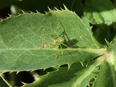 Leptophyes punctatissima