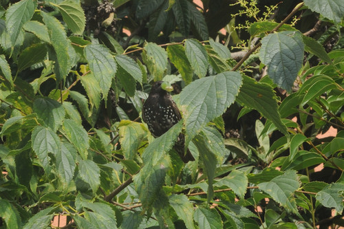 Čvorak (Sturnus vulgaris)