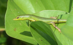 Emerald Skink photo 2