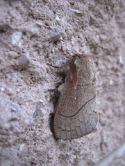 Dicogaster coronada
