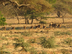 Rusa timorensis
