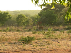 Rusa timorensis